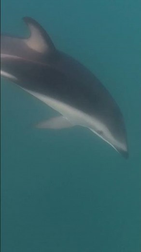 Dolphins Playing Underwater #dolphin #ocean #wildlife