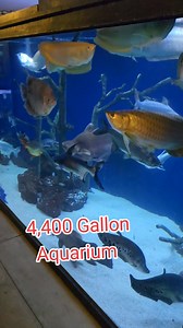 This Aquarium is Insanely massive #fish #aquarium #reels | Ohio Fish Rescue