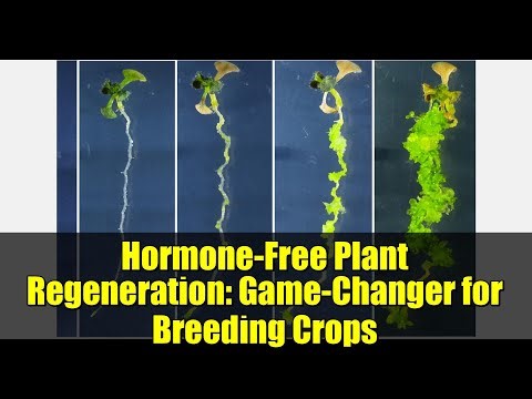 Hormone-Free Plant Regeneration: Game-Changer for Breeding Crops