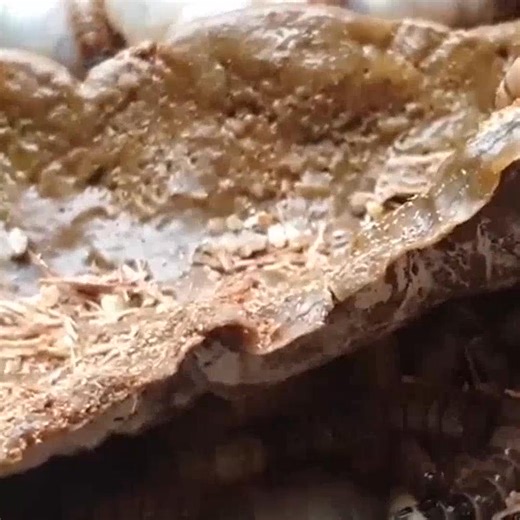 2.9K views · 11 reactions | Healthy Hair and Make The Hair Clean Part 1 | Help remove ticks | Facebook