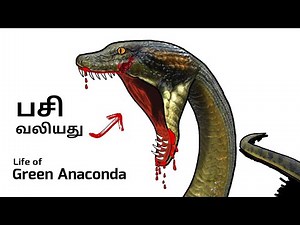 கொடூரமான வாழ்க்கை | Anaconda's miserable life @Cartoon-11-Channel