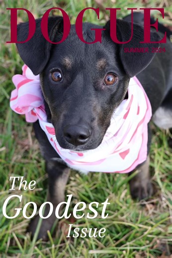🥯 Meet Bagel — small dog, BIG personality! 🐶✨ Looking for a pint-sized bundle of joy? Bagel is an adorable 24-pound, 7-month-old puppy who is overflowing with love, wiggles, and happy energy. This girl is: 🐾 Friendly 🐾 Playful & goofy 🐾 A champion lap-jumper 🐾 Walk-loving 🐾 Kiss-giving 🐾 Tail-wagging 24/7 Bagel is the kind of pup who runs straight into your heart and sets up camp. She’d fit beautifully into just about any family — whether you’re ready for adventures or couch cuddles (or 