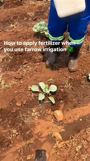 How to apply fertilizer when using farrow irrigation and the measurement of the fertilizer that you should use #reelviral #farrow #fblifestyle | Anita Mavezera the young female farmer
