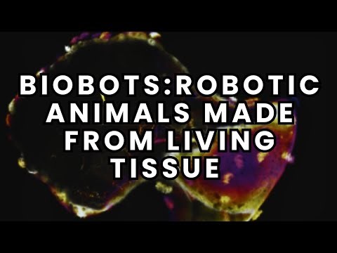 Biobots: Building New Animals Out Of Living Tissue