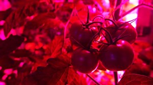 Is vertical farming the future?