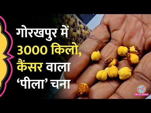 UP के Gorakhpur में मिला 30 टन ज़हरीला भुना चना, Cancer वाला Auramine Chemical, कहां-कहां सप्लाई हुआ?