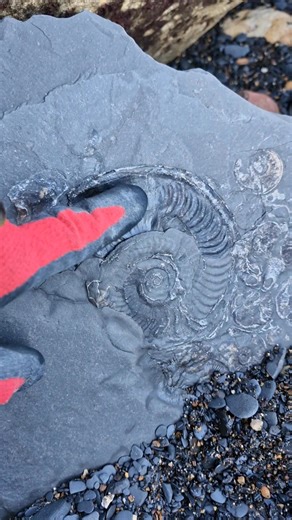 Shale preserved Ammonite Fossils slowly being eroded by the sea! 🌊🌀⏳️ #fossilhunting #fossils #reel #coast #rock #sea #beach #ammonite | All about the Fossils