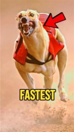 Top 5 Fastest Dogs That Can Almost Outrun a Car 🐕💨
