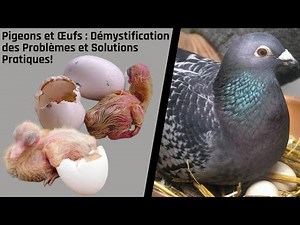 Pigeons and Eggs: Problem Demystification and Practical Solutions!
