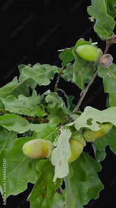 Time lapse of drying Oak tree (Quercus) green leaves and acorns isolated on black background, vertical orientation Stock Video
