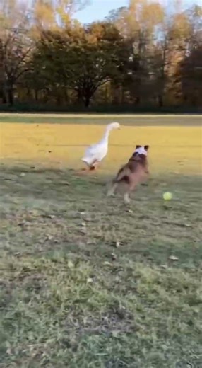 Goose Pranks the Dog… Kicks and Runs! 😂🪶🐶💨