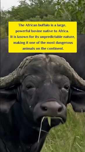 The African buffalo is a large, powerful bovine native to Africa. #animals