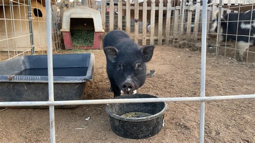 Wilbur Pigman on Reels