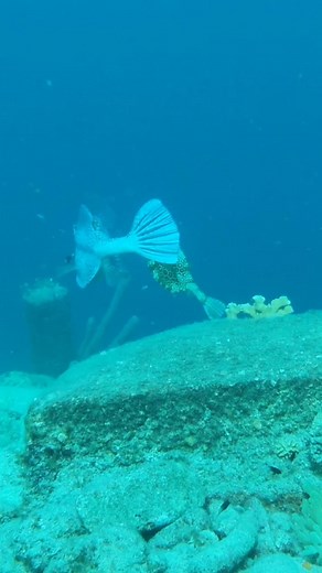 beautiful #fish #dating #courtship #underthesea #marinebiology #diving #scuba