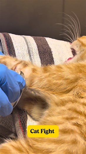 Furry Friends Pets Clinic on Instagram: "Cat fight wounds may look minor but are often deep and infected. If you notice swelling, pain, fever, or loss of appetite, seek veterinary care immediately. Early treatment prevents abscesses and serious complications. 🐾#furryfriendspetsclinic #veterinarycare #catfight #lahore #lahorepets"