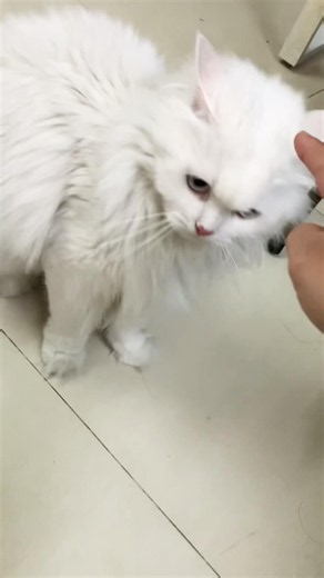 Coi mèo Vani hung dữ nè | Cat
