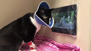 239K views · 3.3K reactions | Minnestrone's owner brought this 9-month-old kitty to Seattle Humane last week to remove a small intestinal obstruction. In layman's terms, this cat ate a hair tie that done got stuck. While Minnestrone was recovering from surgery, a licensed veterinary technician thought she might appreciate some enrichment. Put a tablet in a plastic bag, stick it to the wall of the cubby and, voila, birds on demand!  | Seattle Humane | Facebook