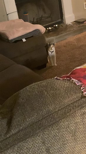 44K views · 10K reactions | Cute calico kitty wants to play ❤️ #cutecatvideos #catreelsfb #catreels #ilovemycat #playful #animalvideos #fbreelsvideo #fbreelsviral #viralreels2022 #adorablecat #meowmeow | Kali & Neo | Facebook