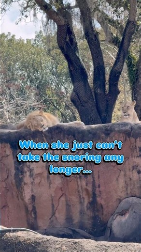 When she just can’t take the snoring any longer #disney #disneymagic #disneyworld #animalkingdom