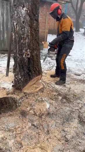 One Wrong Move From Hitting the Garage #ProArboristExtreme #DangerousJobs #Chainsaw #Stihl #TreeClimber