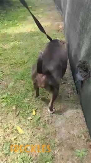 2.5K views · 114 reactions | Labor Day is the TAIL end of summer BUTT...we are not quite ready for summer to end  Here are some of the cutest butts and one wiggly guy who was too shy to show his bootie (Mac) | Homeward Bound Pet Adoption Center | Facebook