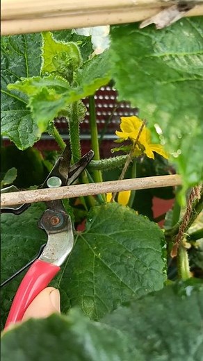 How to prune cucumber for more fruits and long harvesting. #pruning#gardening #cucumber