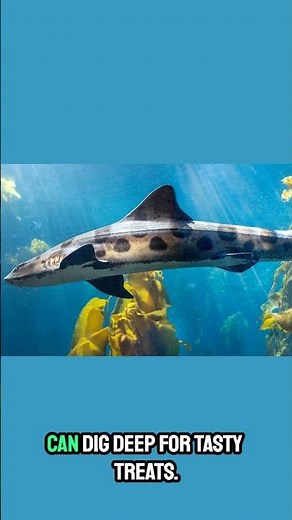 "Leopard Shark: The Spotted Swimmer of the Sea! 🦈🌊"