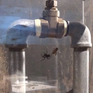 1.6K views · 13 reactions | Check out this Redback Spider catching its prey! Learn more about these incredible creatures at Spiders - The Exhibition. Skip the queue and buy tickets online: https://bit.ly/2ZgEknr #SpidersQM | Queensland Museum Kurilpa | Facebook