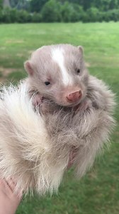 23K views · 612 reactions | This little Lavender girl from last season was so sweet. Make sure you get your deposit in for our baby skunks, available in June. evenkeelexotics.com/skunk-deposits | Even Keel Exotics | Facebook