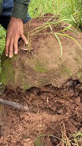 Wow really surprise man dig termite mound find mushroom meet parrots laying eggs inside !!! . . . #birdnest #parrot #birds #wildlife #pet #reelsfbシ #reelsvideoシ #birdlife #fbreelsfypシ゚viralシ #parrotlife #birdlife #birdsofinstagram See less | Peaches Bell