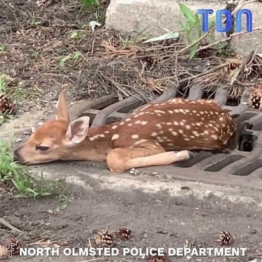 Un bébé chevreuil piégé dans une grille d'égout a été sauvé