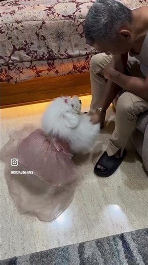 Jane White Toy Poodle (Tabola bale - Silet Open Up)