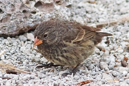 This Adorable Little Bird Is A Real-life Vampire (Videos, Photos) - Science/Technology - Nairaland