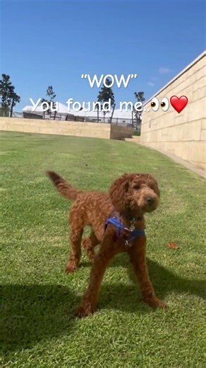 “Welcome — Bertie’s About to Steal Your Heart ❤️” #puppy #puppyspot #bestpuppy #puppyclub #cute