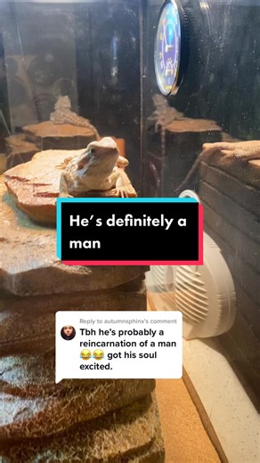 Bearded Dragon: The Enigmatic Lizard in Action