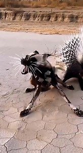 40K views · 1.6K reactions | Consequences of a wild dog attacking a porcupine #wilddog #porcupine #animalworld #animalsbecomingspiritual #animals world battle | wildlife park | Facebook
