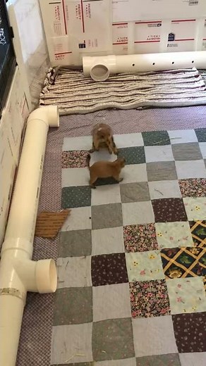 Prairie Dog Sounds - Warning Chirp