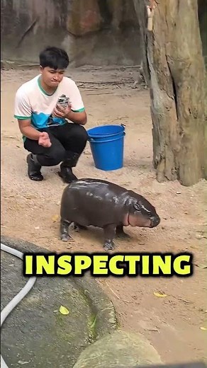 Meet Moo Deng: The Baby Pygmy Hippo That’s Taking Over the Internet! #animals #moodeng #shorts