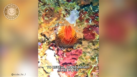 Electric Clam ⚡️ An ELECTRIFIED Shell?! This clam can deliver electric shocks to defend itself. Touching it feels nothing like a normal shell. #wildlife #nature #animalfacts #1minuteanimals | 1 Minute Animals