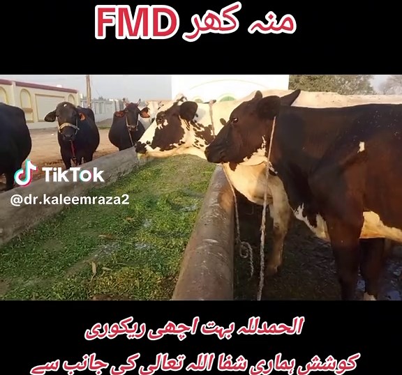 Understanding FMD Recovery in Dairy Cows