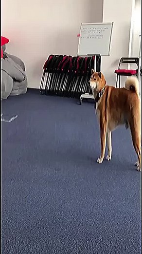 Fantasy Invest (@fantasyinvest)’s videos with PEE PEE POO POO CHECK - Alex Schor