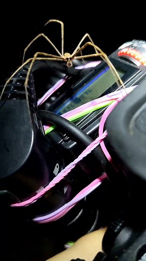 Net-casting Spider (Deinopis sp.): The Photographer Spider