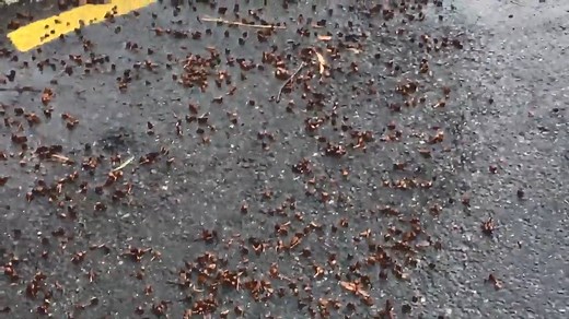 4.1K views · 20 reactions | TURN SOUND ON  Should Queensland Box trees be replaced? The City of Norwood Payneham and St Peters is discussing solutions to the problems associated with the tree, which produces 1000’s of seeds which are akin to ball bearings when they accumulate on the footpath   Spence Denny, Roving Reporter | ABC Adelaide | Facebook