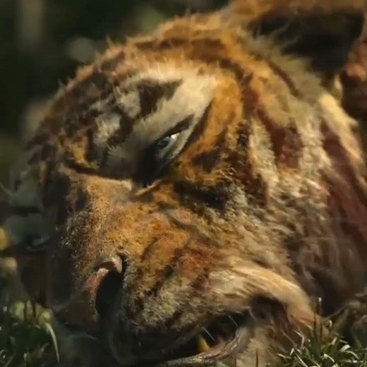 Mowgli vs sherkhan last fight 😳|the jungle book|#shorts #youtubeshorts #ytshorts #shortsfeed #viral