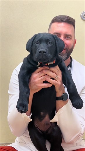 Fun Moments with My Patients: A Week in the Life of a Veterinarian