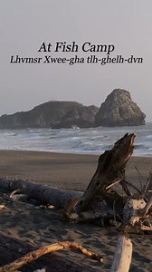 26K views · 24 reactions | Smelt are small, silvery fish found in rivers, streams, lakes, and oceans across the world. In Northern California, where these fish spawn along the coastline and in riverbeds, smelt have been an important resource for Indigenous communities for generations. Learn about fish camp and how a Tolowa Dee-ni’ family is fighting to preserve their foodways, ecosystems, and culture. | California Academy of Sciences | Facebook