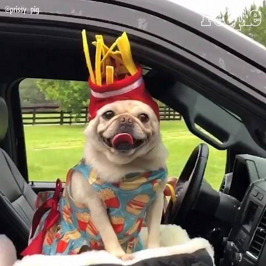 515K views · 3.4K reactions | There's nothing we love more than pigs, pugs and french fries!  | ️: @prissy_pig via Instagram | People | Facebook