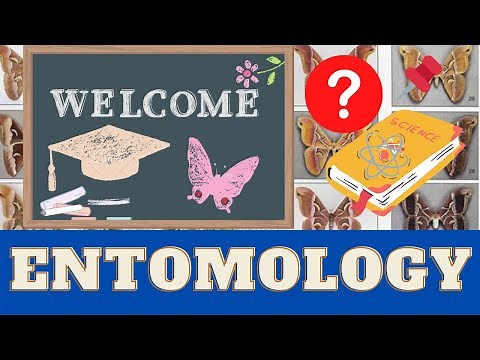 Introduction to Insects & Entomology: Why are they important? Bug School 🐞 Entomology Course