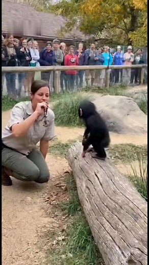 190K views · 4.7K reactions | Funny baby chimpanzee when zookeeper whistle  #gorilla #chimpanzee #orangutans #wildlife #reelsfypシ | Nicholas ft Allan | Facebook