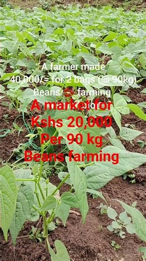 Kshs 20,000 per 90 kg bag for beans | profitable market for beans farming in Kenya.